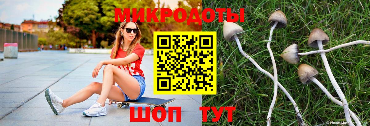 Псилоцибиновые грибы Psilocybine cubensis  Вход с VPN  Горно-Алтайск 